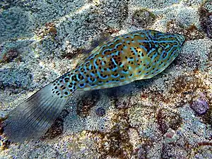 A. scriptus from North Pacific, Hawaii