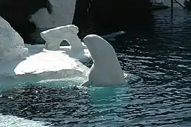 A beluga whale surfacing