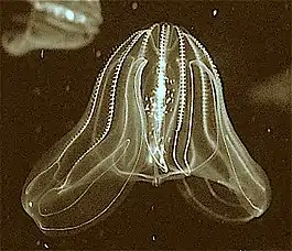 The bioluminescence sea walnut has a transient anus which forms only when it needs to defecate