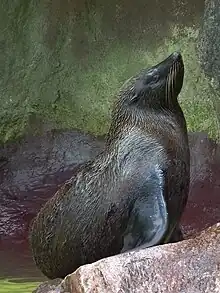 Brown and gray seal