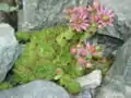 Mountain swarm (Sempervivum montanum L.)