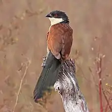 Image 3Senegal coucal bird.Credit: CharlesjsharpMore about Senegal coucal...