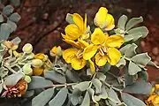 Subsp. oligophylla near Winton