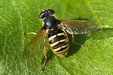 Sericomyia silentis female