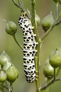 Shargacucullia scrophulariae