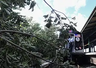 Fallen tree during Hurricane Isaias