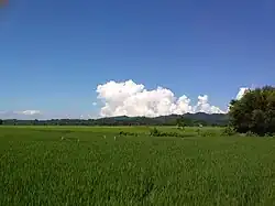 Fields in Beltali village with Garo Hills in background