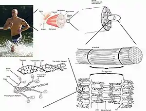 Top-down view of skeletal muscle