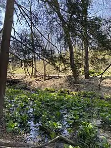 Springtime skunk cabbage growing in a stream bed at the Trexler Nature Preserve in Pennsylvania.