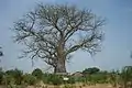 Baobab at the slave cemetery, Salaga. The white calico cloth indicates its spiritual significance.