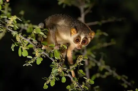 Gray loris