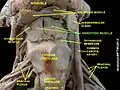 Geniohyoid muscle