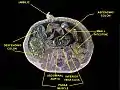 Umbilic. Deep dissection. Serial cross section.