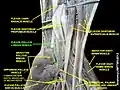 Flexor pollicis longus muscle