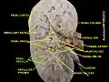 Renal medulla