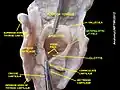 Aryepiglottic fold