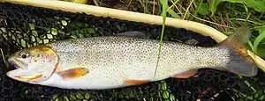 Photo of cutthroat trout in net