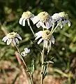 Sneezewort