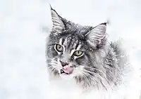 Blue tabby in snow