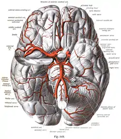 The arteries of the base of the brain. Basilar artery labeled below center. The temporal pole of the cerebrum and the cerebellar hemisphere have been removed on the right side. Inferior aspect (viewed from below).