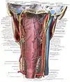 After leaving the skull, the hypoglossal nerve spirals around the vagus nerve and then passes behind the deep belly of the digastric muscle.