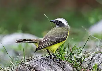 M. s. columbianusCorcovado, Costa Rica