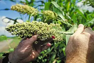 Sorghum