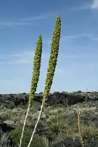 Flower stem