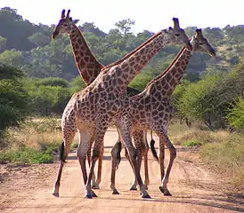 Three bulls, two of them fighting; Kruger National Park, South Africa