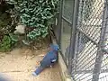 Crowned pigeons at Artis