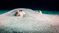 A southern stingray in resting under a layer of sand in Costa Rica.