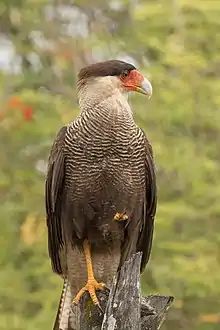 Adult in the Pantanal, Brazil