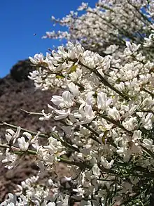 Cytisus supranubius