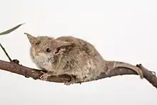 Brown possum