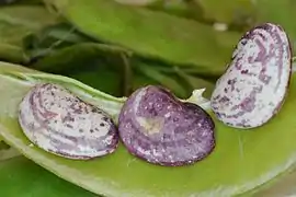 Speckled butterbeans from Jesup, Georgia