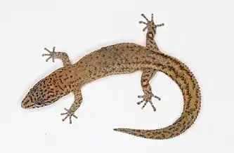 Adult female Sphaerodactylus plummeri from Parque Nacional Jaragua, Dominican Republic.