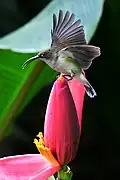 spiderhunter with greenish-brown upperparts and whitish underparts fanning its wings out