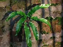 A specimen growing in lime mortar on a wall