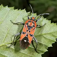 Female