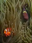 The male is significantly smaller than the female, with the female showing the dull-yellow headband, from the Apo Island the Philippines.