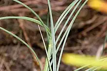 Spinifex longifolius