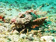 Inimicus didactylus (goblinfish or popeyed sea goblin)