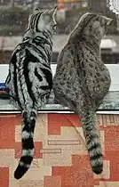 Black-blotched (left) and spotted (right) tabby British Shorthair cats