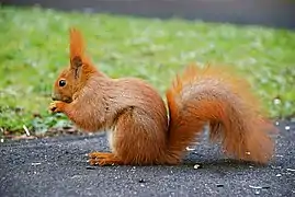 A red squirrel in one of Warsaw's parks