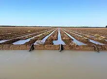 Siphon irrigation of cotton on the Balonne River near St George, 2012