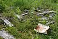 Tin can among the debris