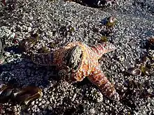 Starfish devouring mussel