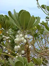 Fruits, Maui, Kihei