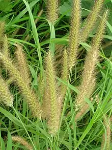 Pennisetum polystachion