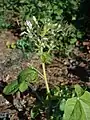 Cleome gynandra, cultivated as a vegetable